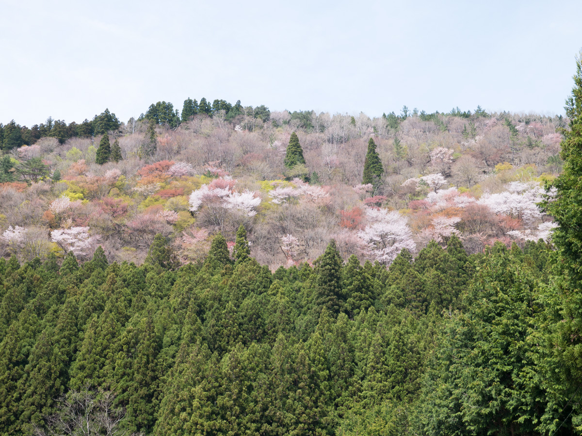 天川の山には桜が咲く